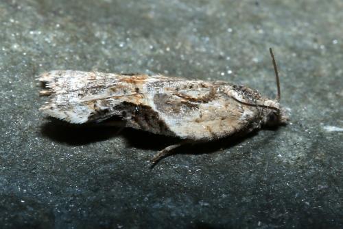 Acleris lacordairana